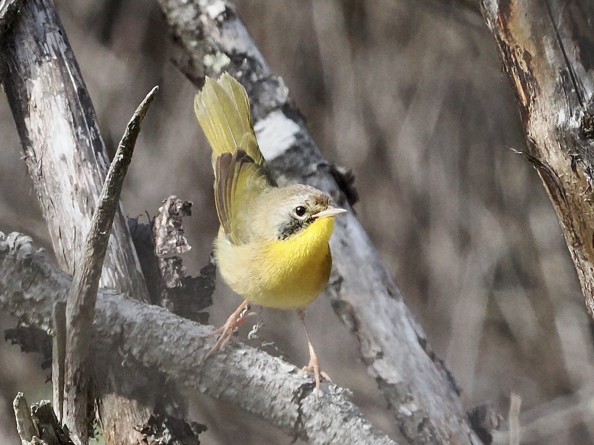 Weidengelbkehlchen - ML643769623