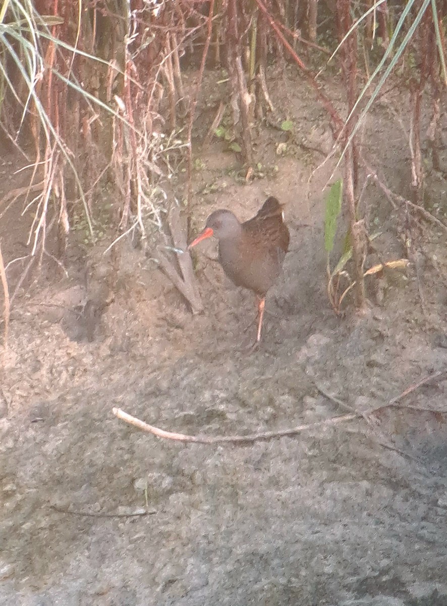 Water Rail - ML643769658