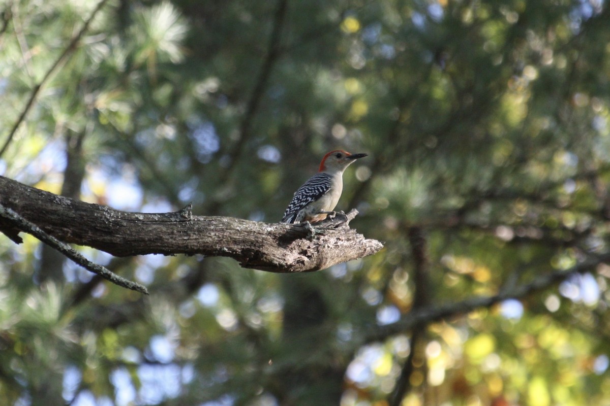 datel karolínský - ML643769666