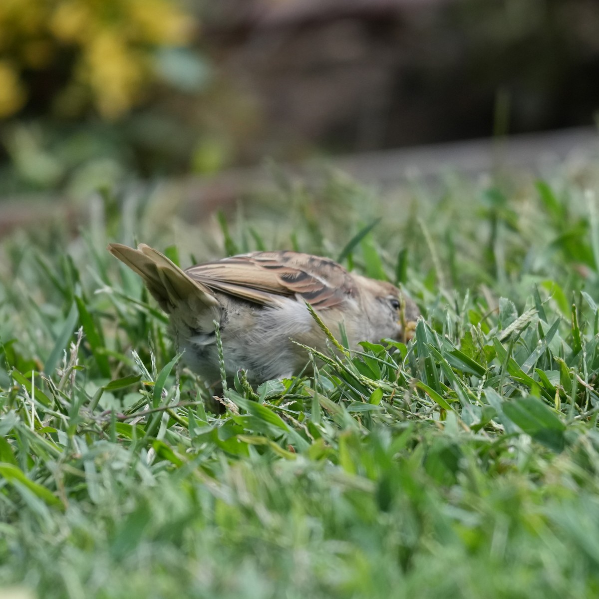 House Sparrow - ML643769673