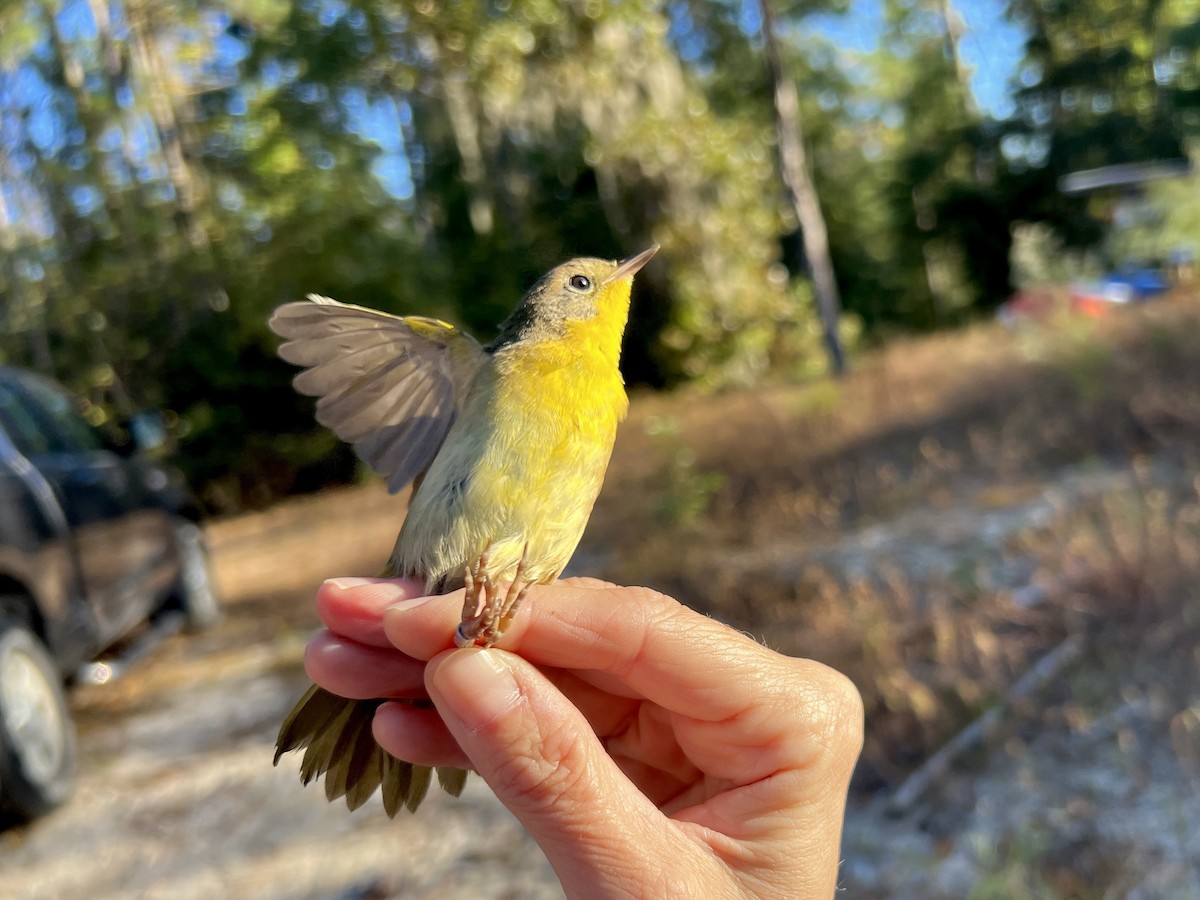 Common Yellowthroat - ML643769674