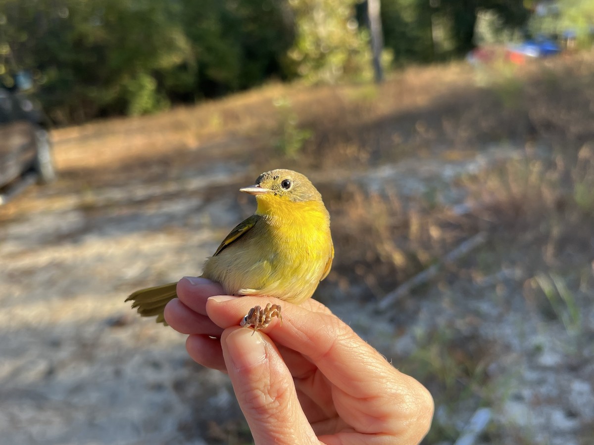 Common Yellowthroat - ML643769701