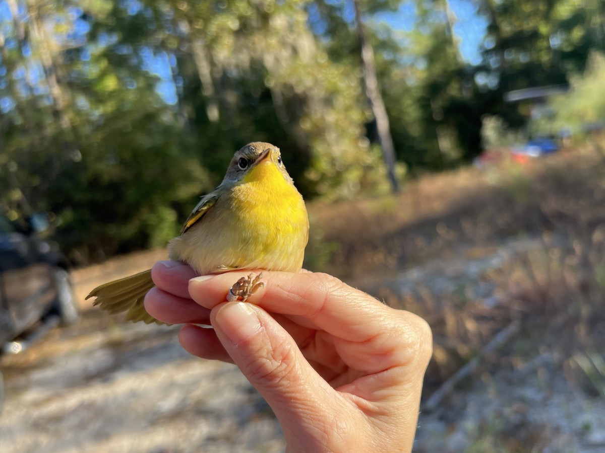 Common Yellowthroat - ML643769702