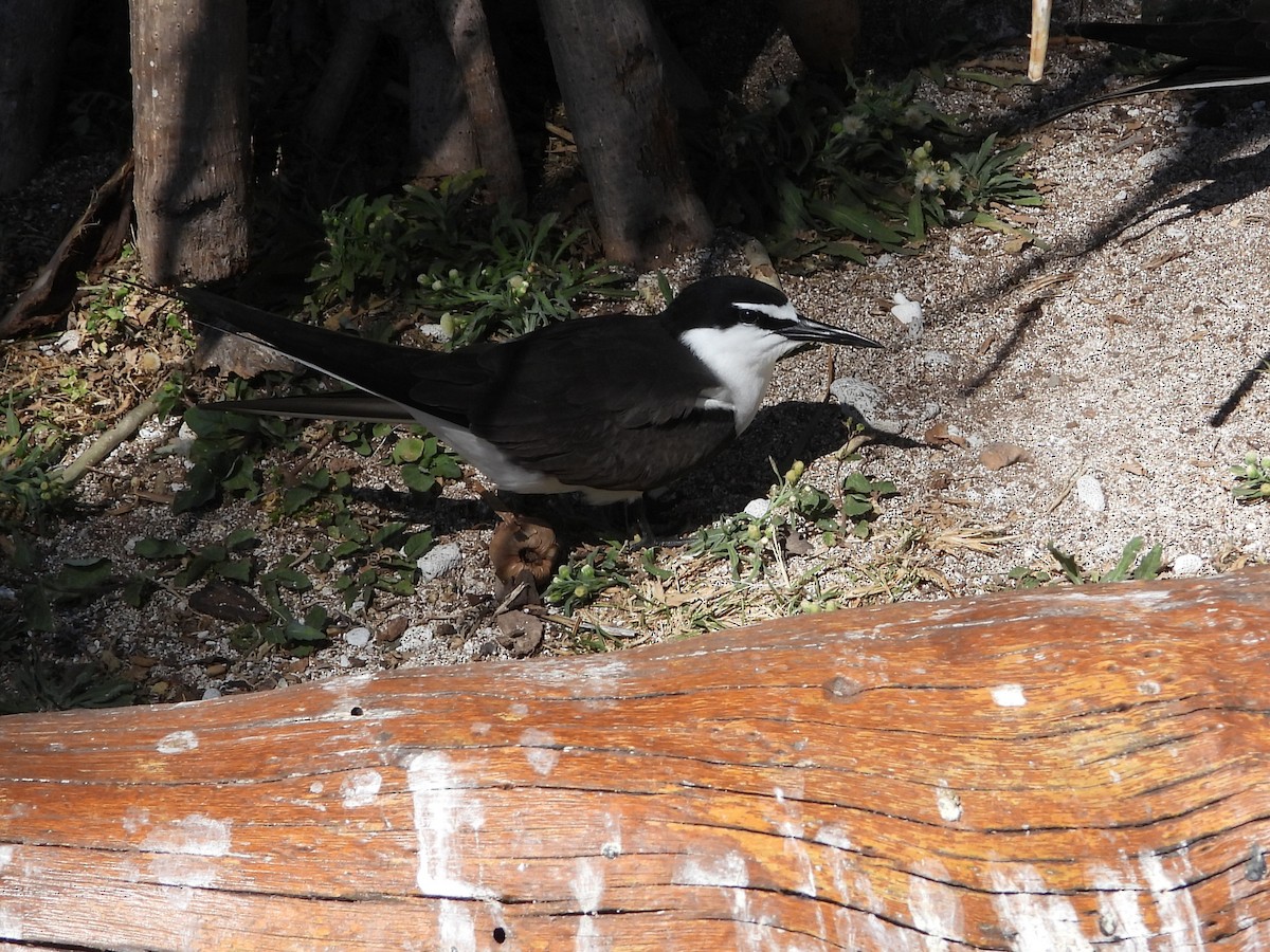 Bridled Tern - ML643769710