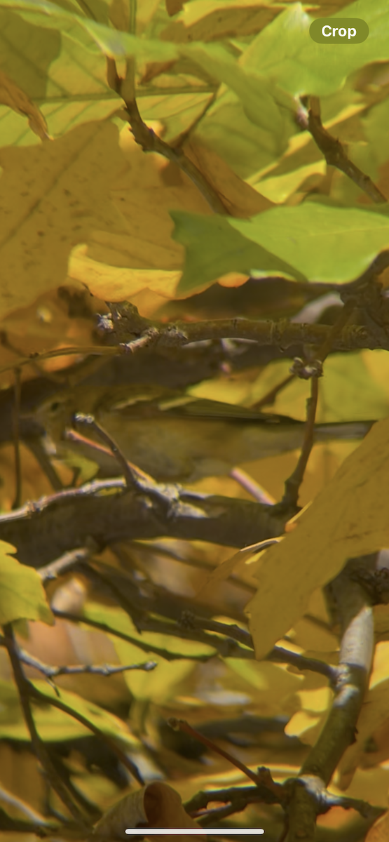 Bay-breasted Warbler - ML643769713