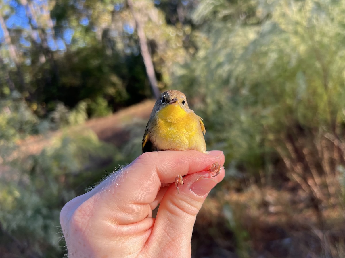 Common Yellowthroat - ML643769725
