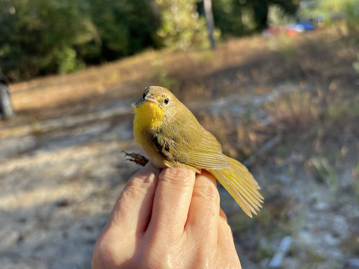 Common Yellowthroat - ML643769726