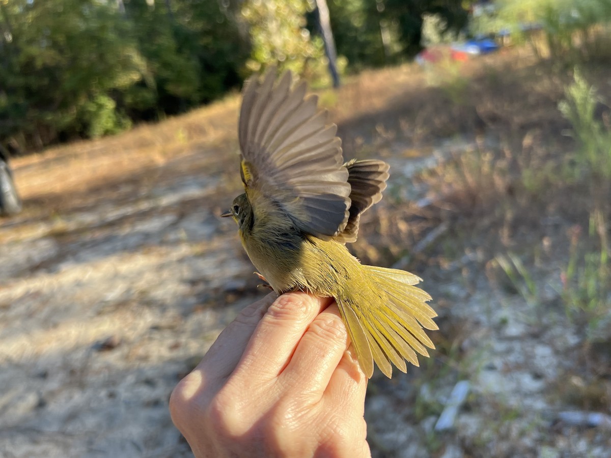 Common Yellowthroat - ML643769727