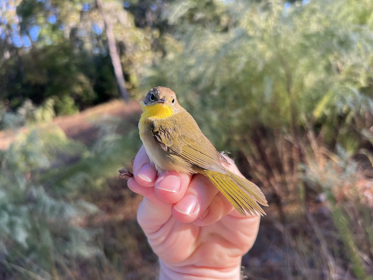 Common Yellowthroat - ML643769728