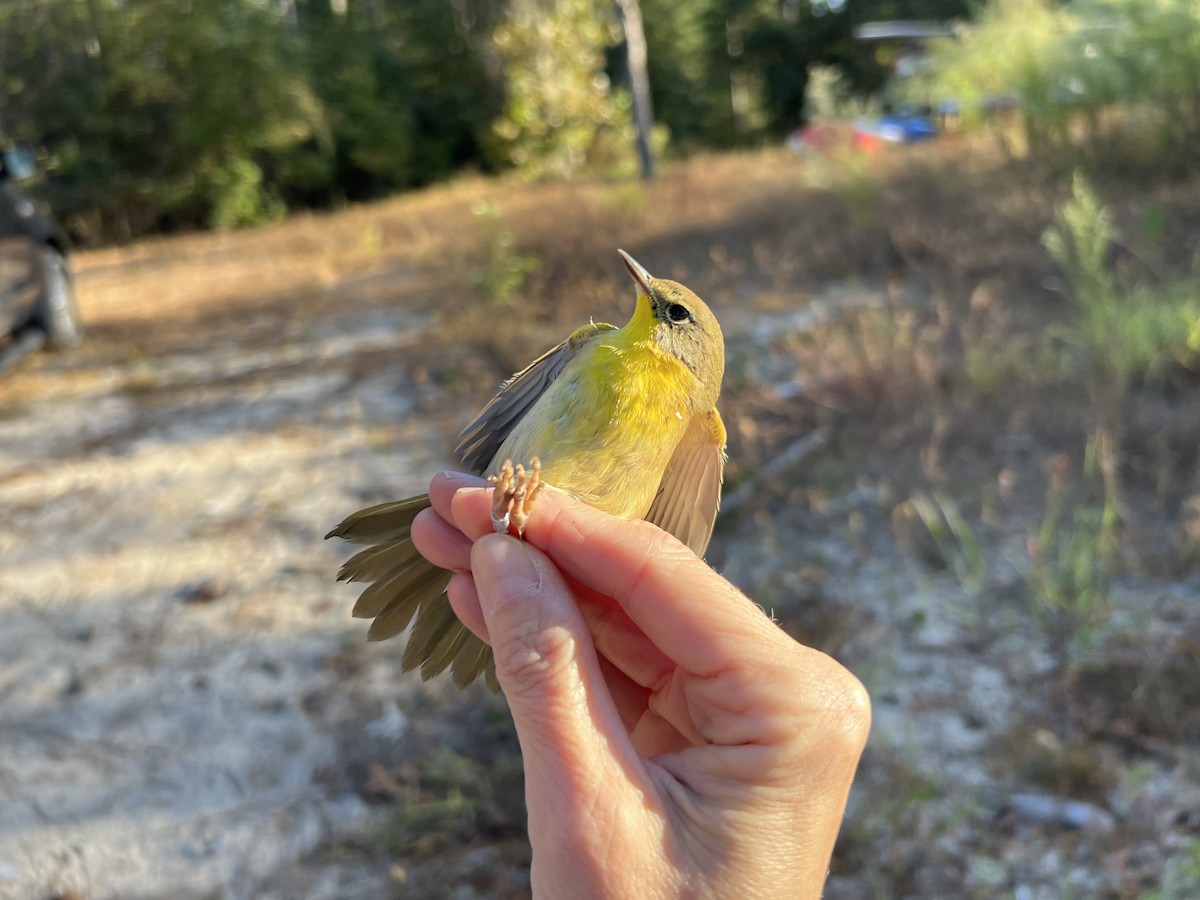 Common Yellowthroat - ML643769729