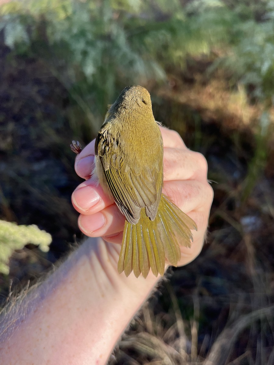 Common Yellowthroat - ML643769730