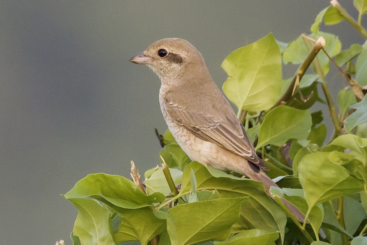 Alcaudón Isabel (isabellinus) - ML643769732