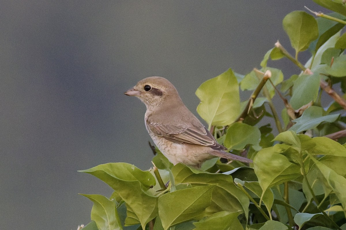 Alcaudón Isabel (isabellinus) - ML643769733