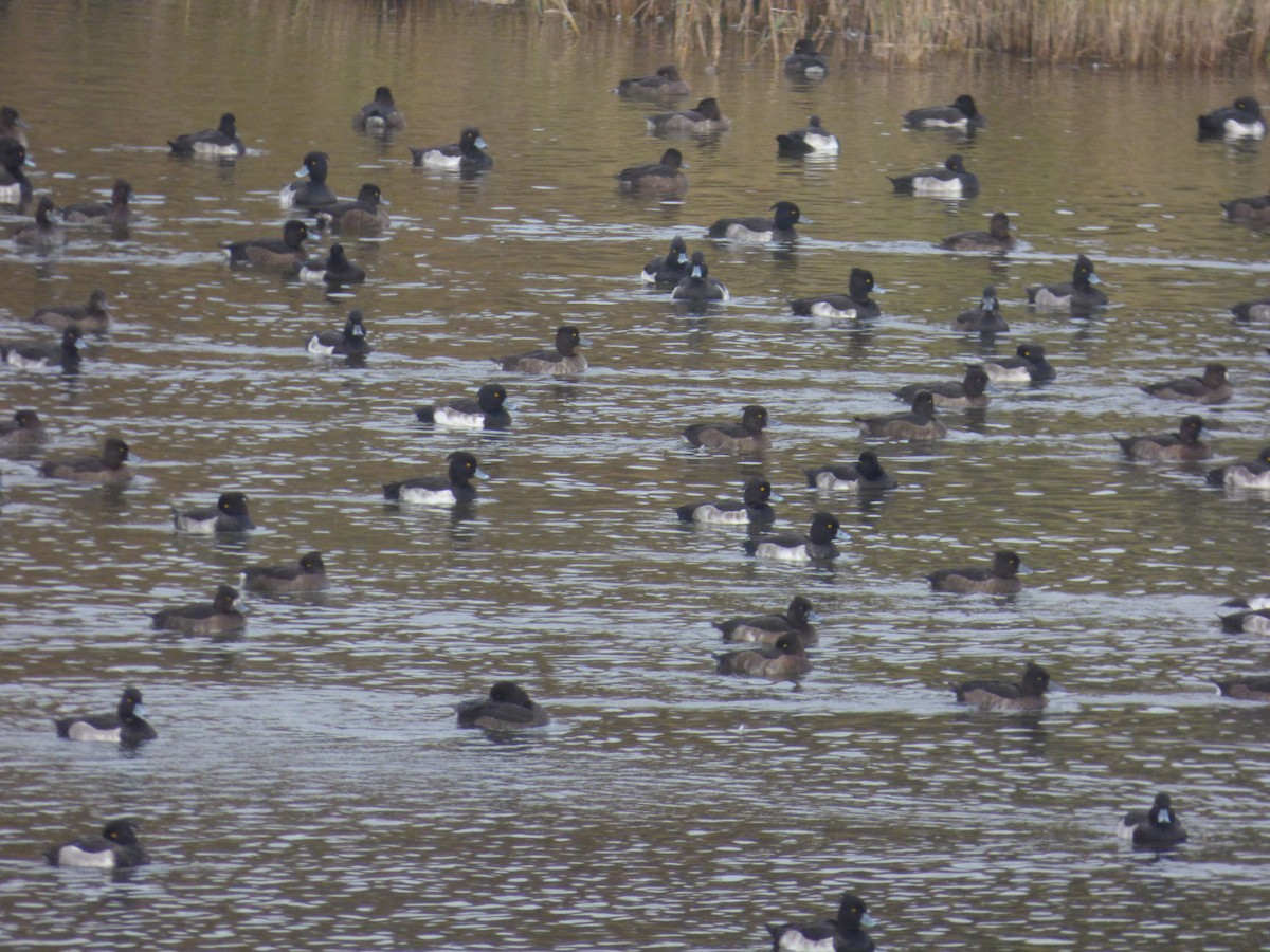 Tufted Duck - ML643769734