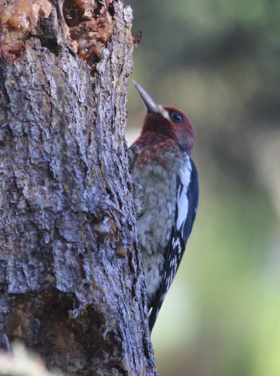 Red-breasted Sapsucker - ML643769737