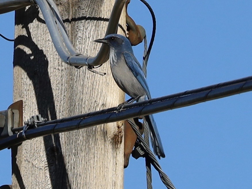 Woodhouse's Scrub-Jay - ML643769746