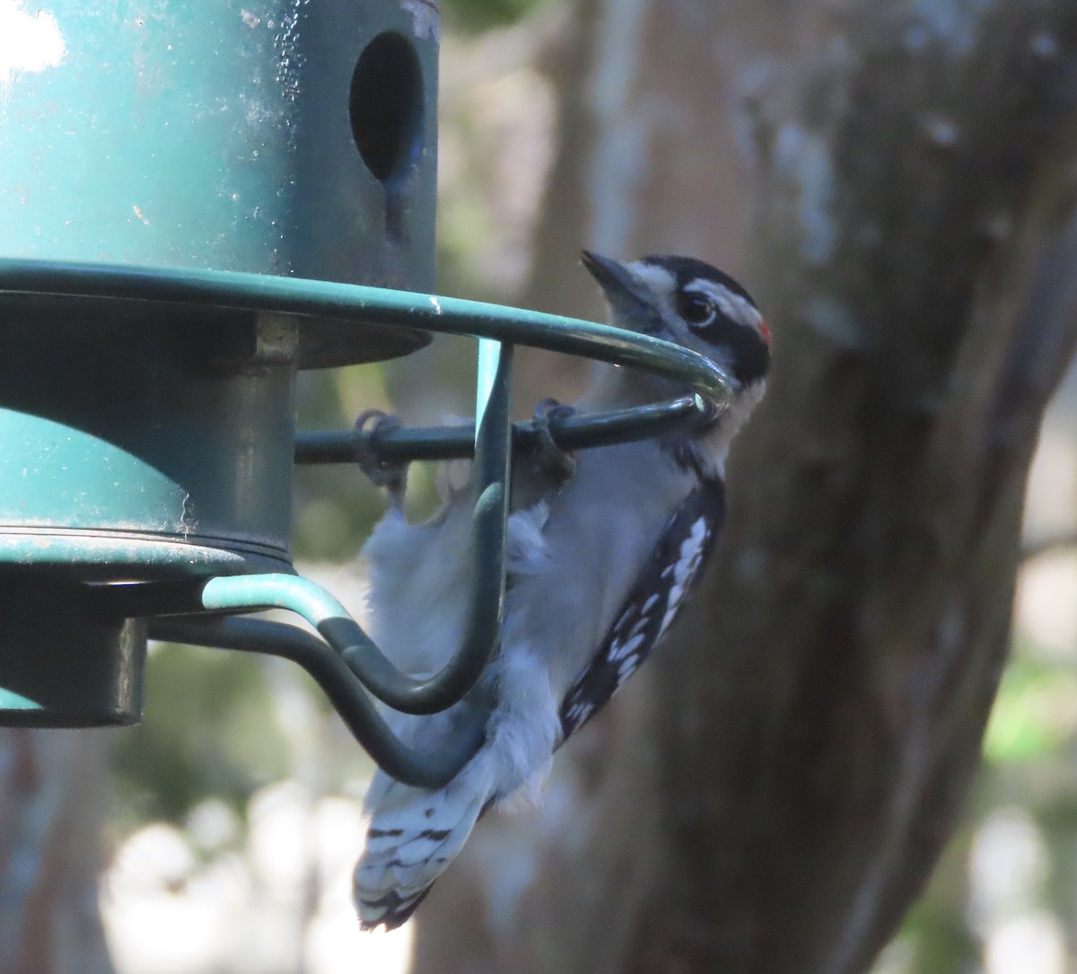Downy Woodpecker - ML643769765