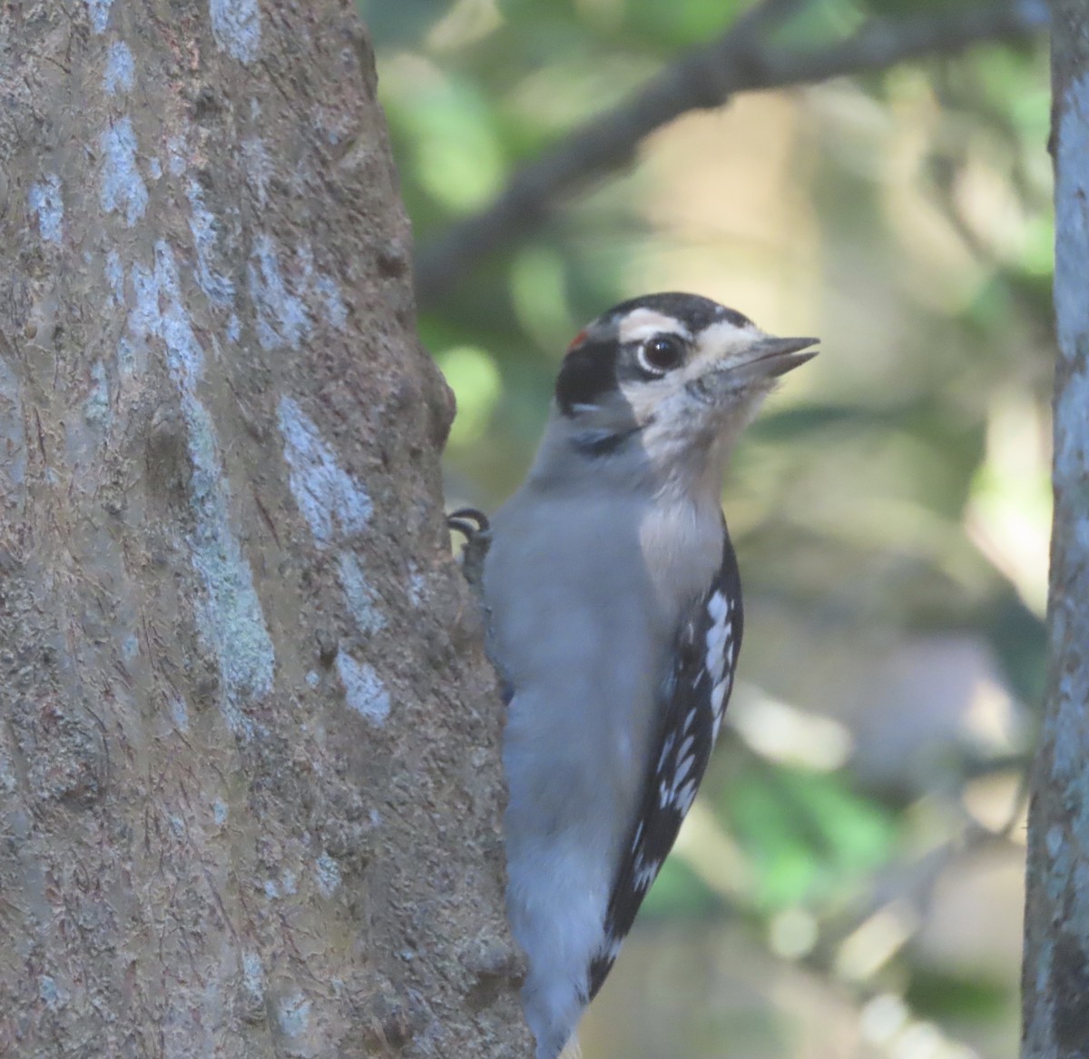 Downy Woodpecker - ML643769767