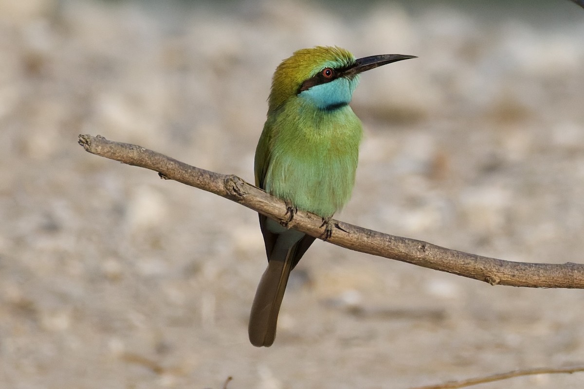 Arabian Green Bee-eater - ML643769793