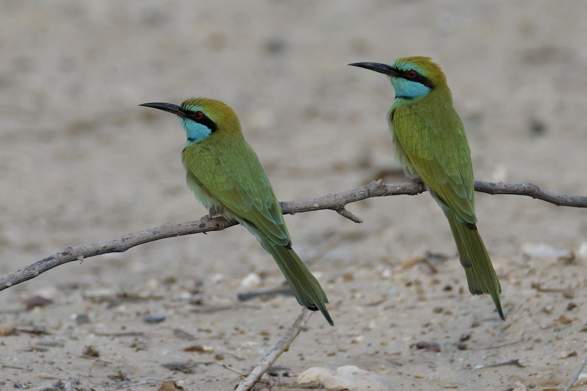 Arabian Green Bee-eater - ML643769794