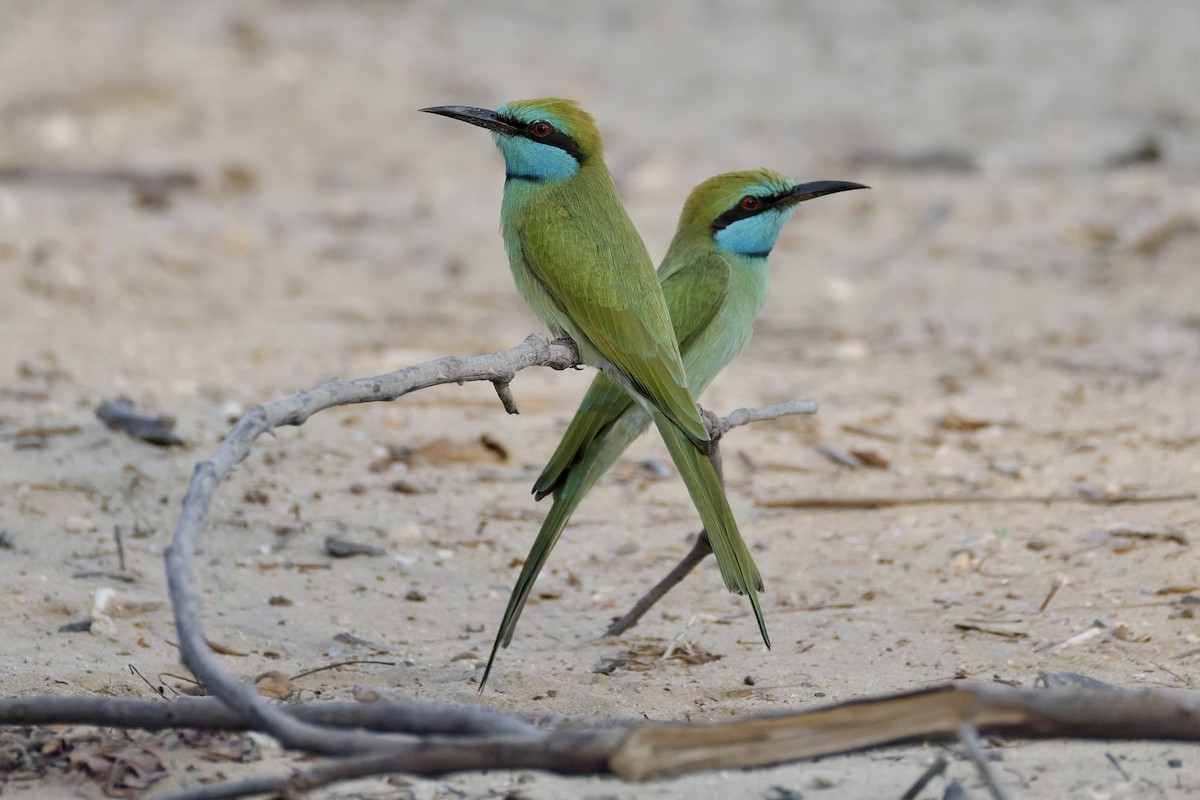 Arabian Green Bee-eater - ML643769795