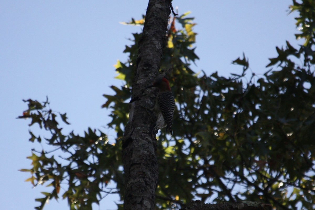 datel karolínský - ML643769800