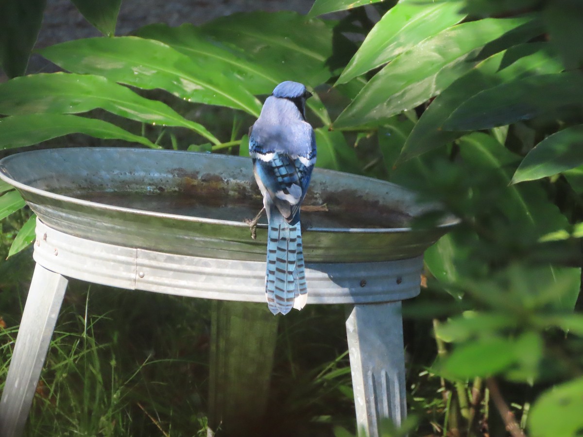 Blue Jay - ML643769801