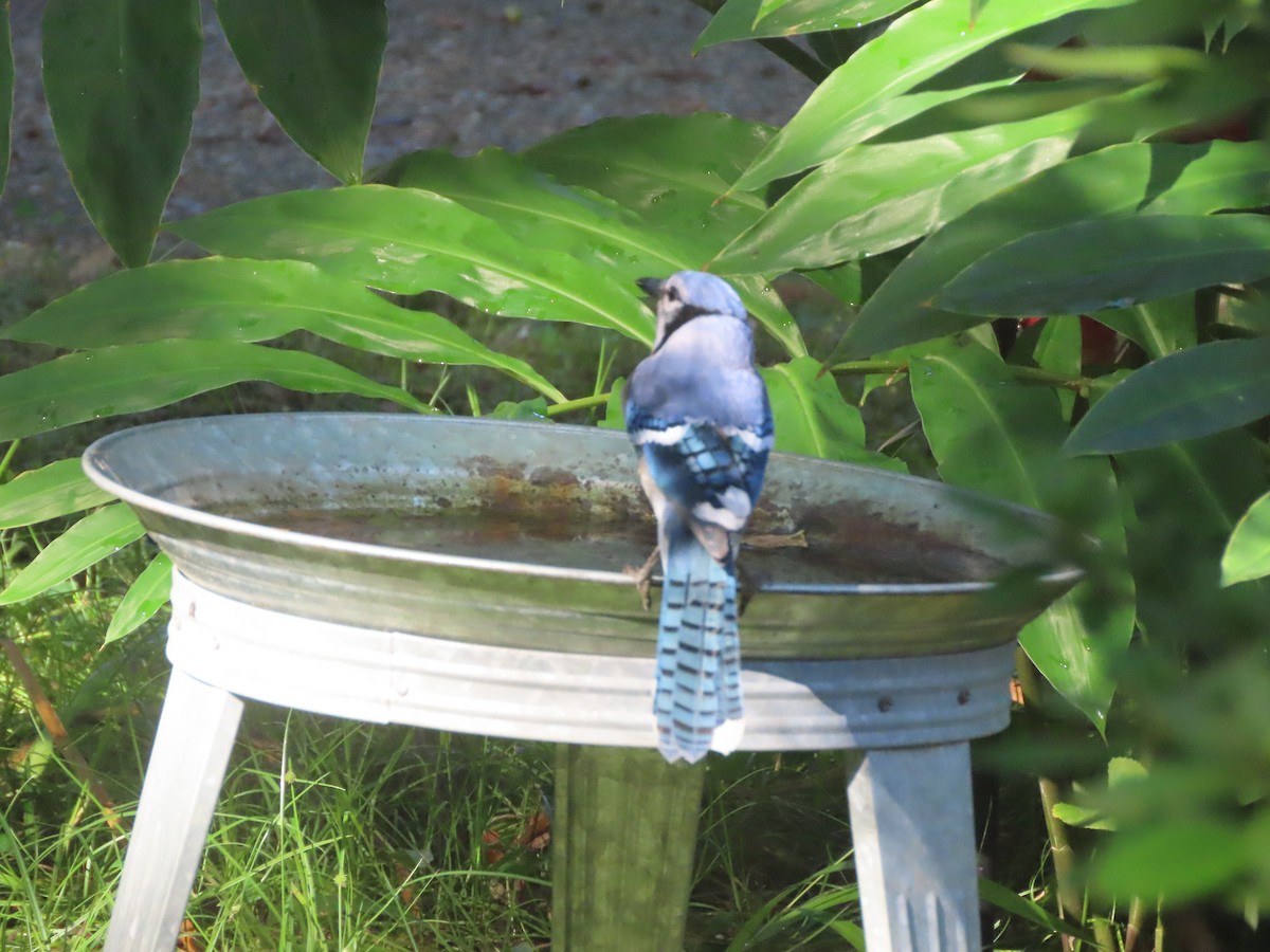 Blue Jay - ML643769803