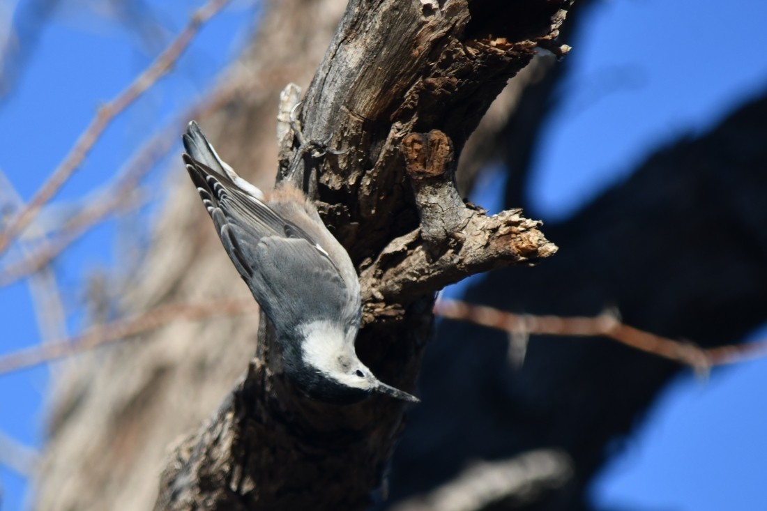 White-breasted Nuthatch - ML643769806