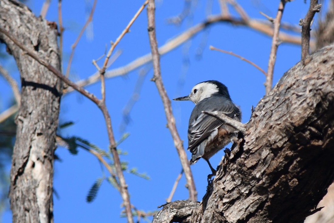 White-breasted Nuthatch - ML643769807