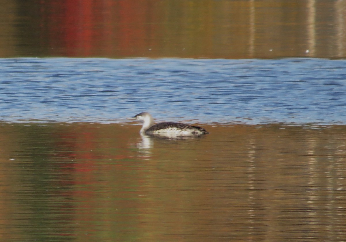 アビ - ML643769814