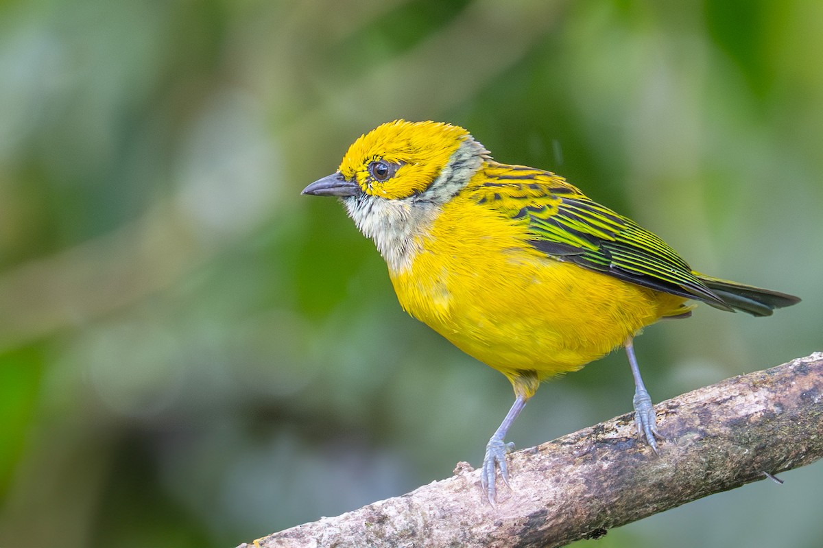 Silver-throated Tanager - ML643769826