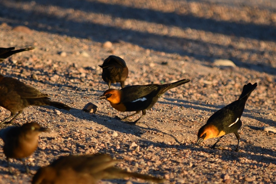Yellow-headed Blackbird - ML643769835