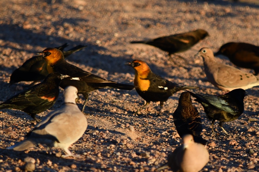 Yellow-headed Blackbird - ML643769836