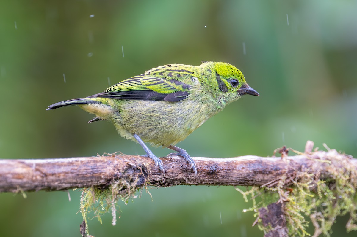Emerald Tanager - ML643769837