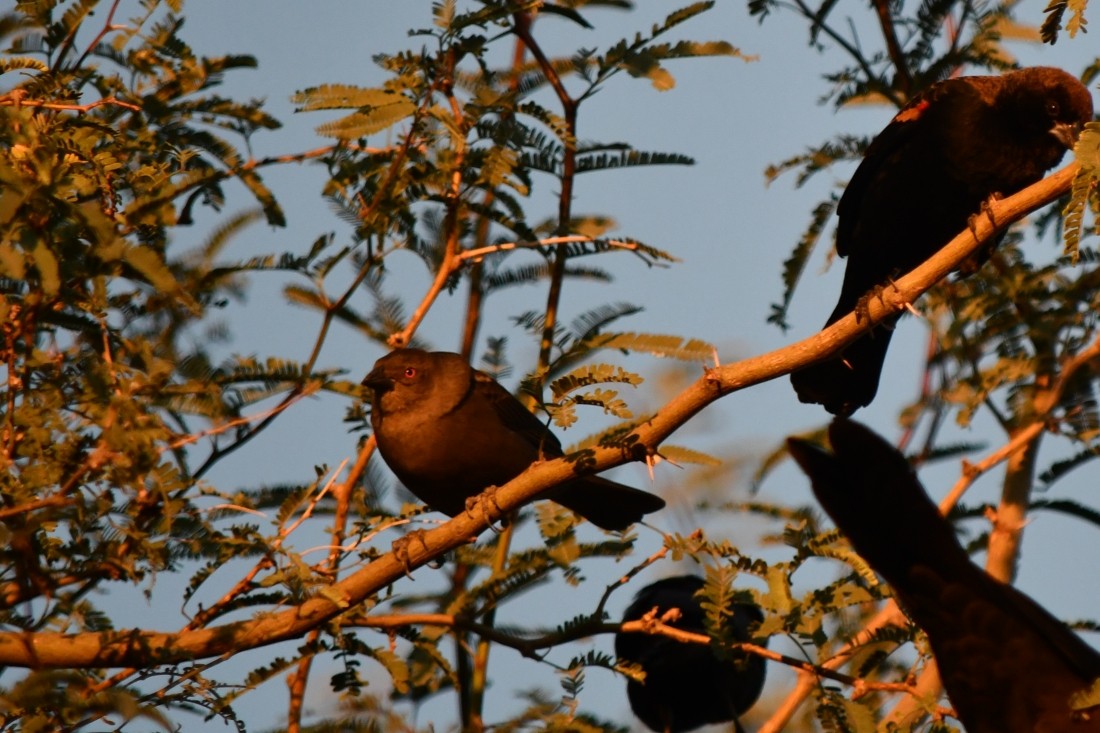 Bronzed Cowbird - ML643769850
