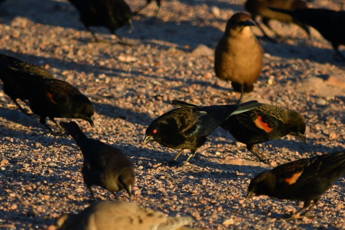Bronzed Cowbird - ML643769851