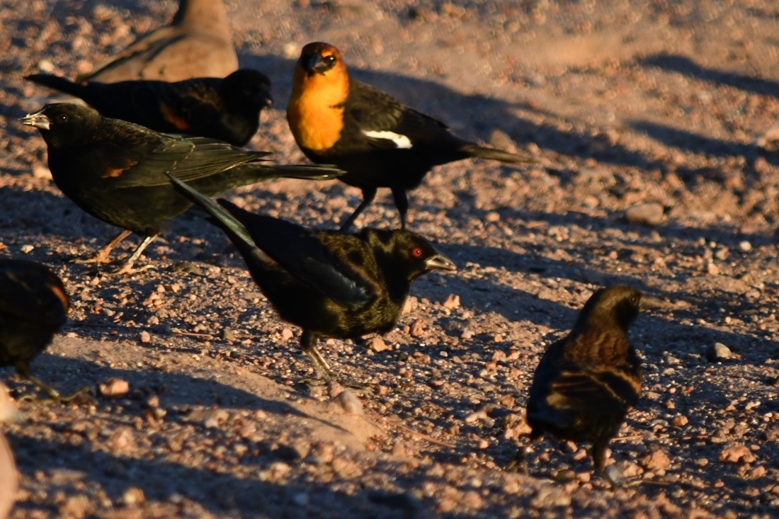 Bronzed Cowbird - ML643769852