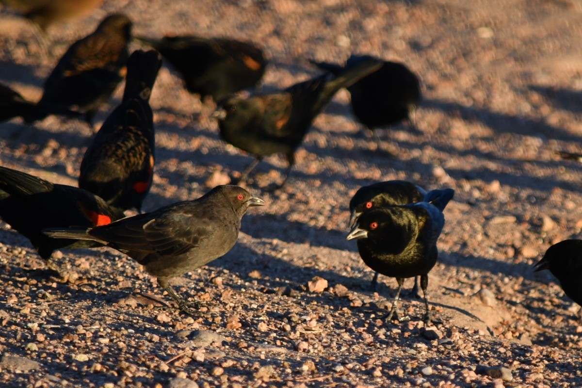 Bronzed Cowbird - ML643769853