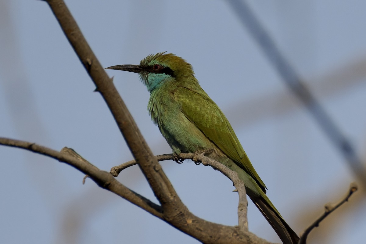 Arabian Green Bee-eater - ML643769897