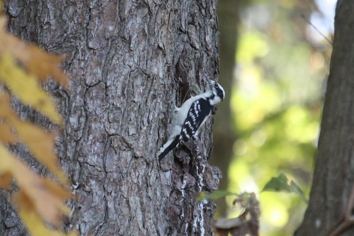 strakapoud osikový (ssp. pubescens/medianus) - ML643769912