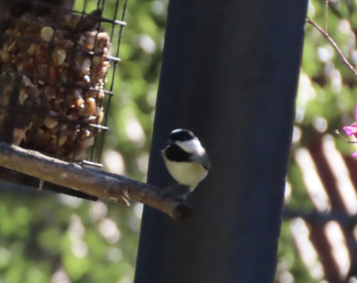 Carolina Chickadee - ML643769914