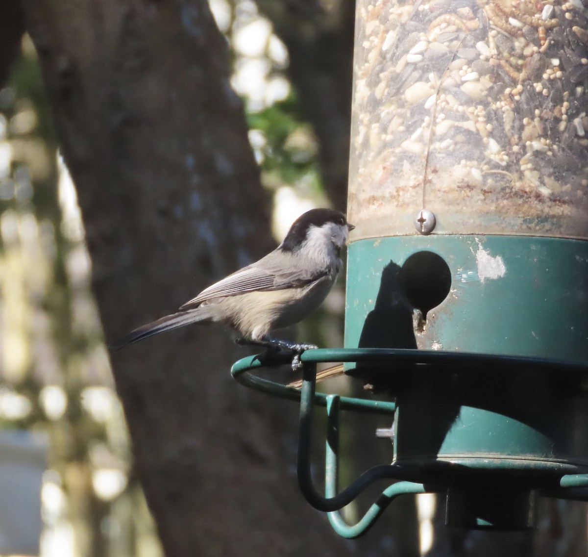 Carolina Chickadee - ML643769915