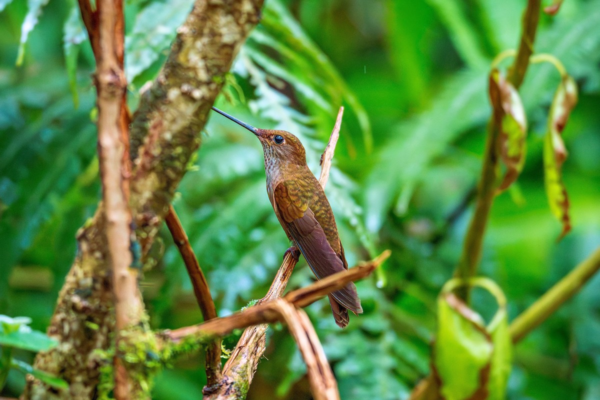 Bronzy Inca - ML643769916