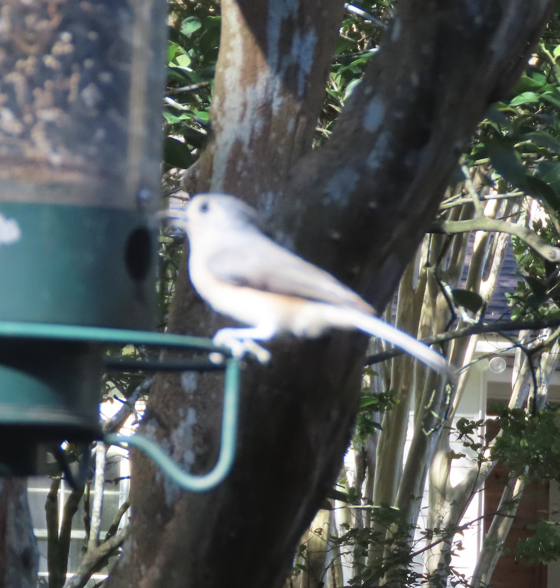 Tufted Titmouse - ML643769939