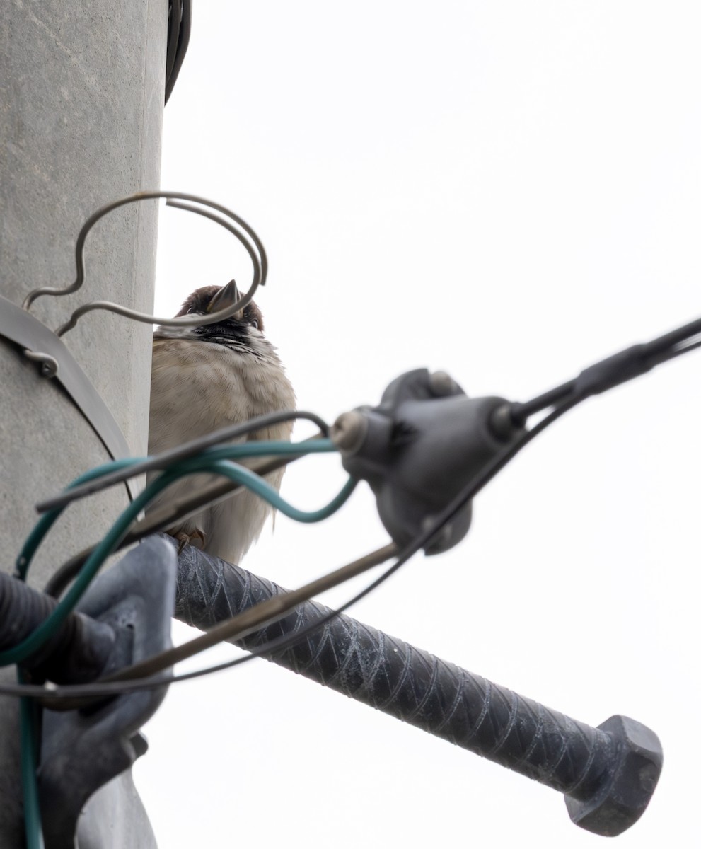 vrabec polní - ML643769944