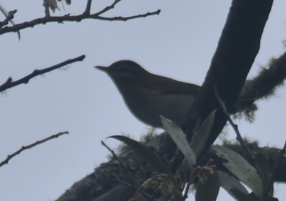 Red-eyed Vireo - ML643769956