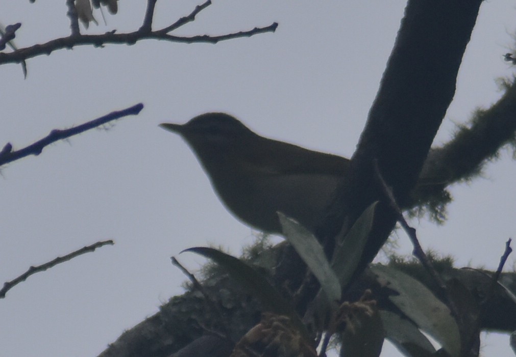 Red-eyed Vireo - ML643769957