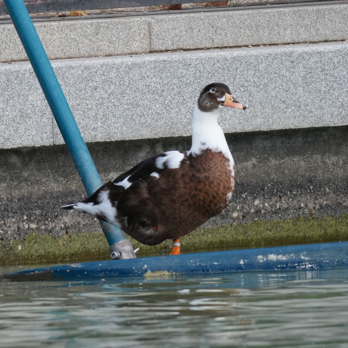 Mallard - ML643769958