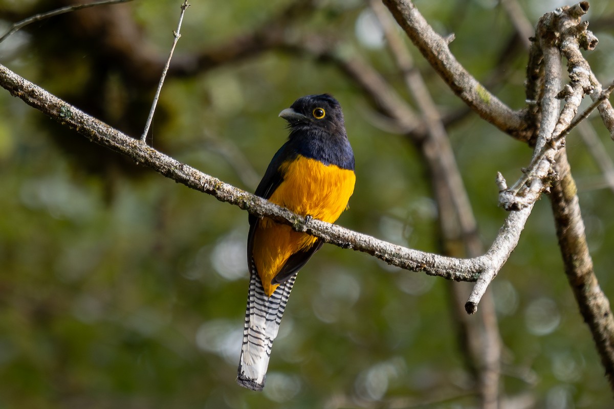 Amazonian Trogon - ML643769960